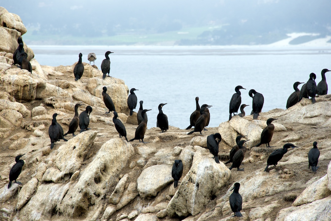 Cormorants on Guillemot Island, Point Lobos