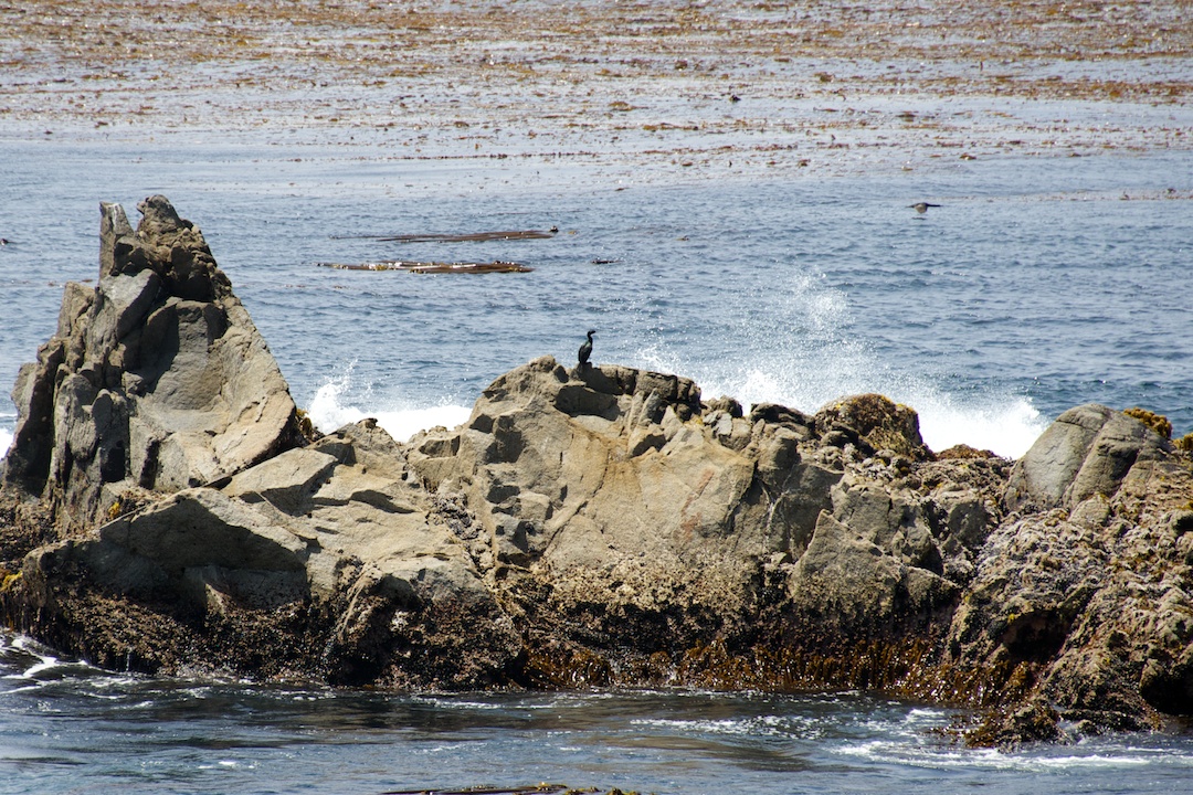 Lone Cormorant