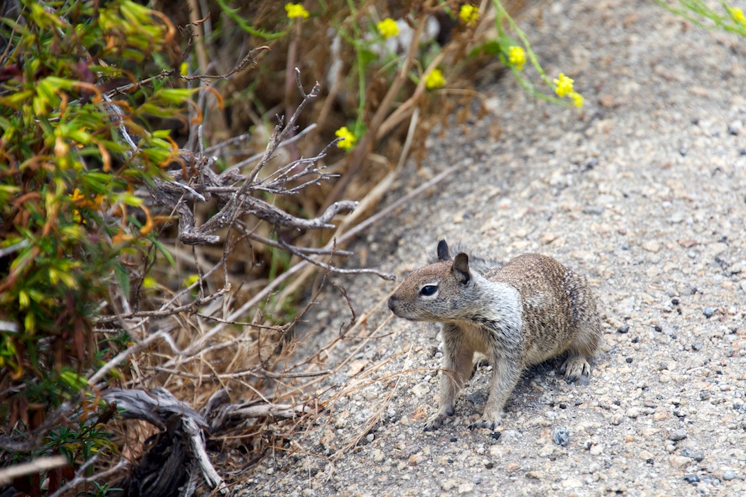 Squirrel