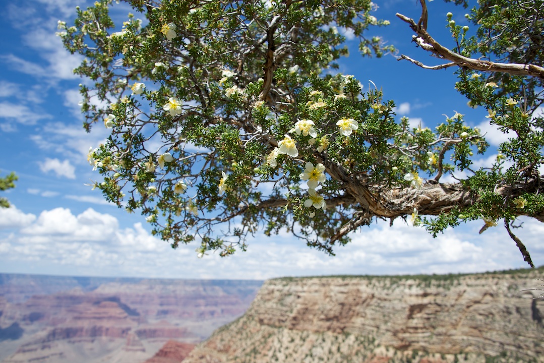 Cliff Roses