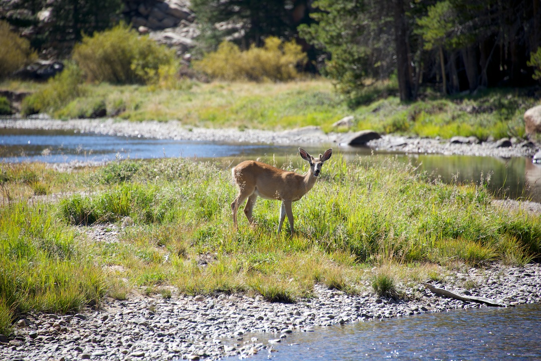 Young Buck by the River